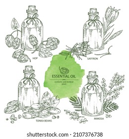 Collection Of Essential Oils: Mimosa Flowers Essential Oil, Tonka Beans, Hops Oil, Saffron Flower Essential Oil. Cosmetic, Perfumery And Medical Plant. Vector Hand Drawn Illustration.