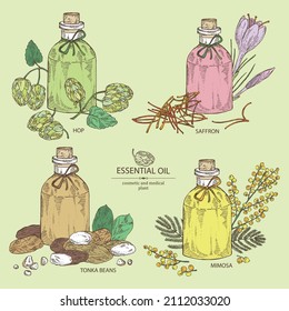 Collection Of Essential Oils: Mimosa Flowers Essential Oil, Tonka Beans, Hops Oil, Saffron Flower Essential Oil. Cosmetic, Perfumery And Medical Plant. Vector Hand Drawn Illustration.