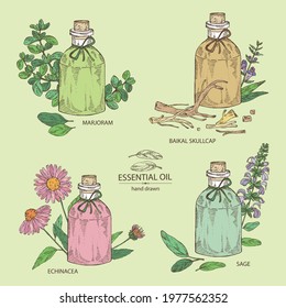 Collection of essential oils: sage essential oil, echinacea, marjoram essential oil and baikal skullcap. Cosmetic, perfumery and medical plant. Vector hand drawn illustration.
