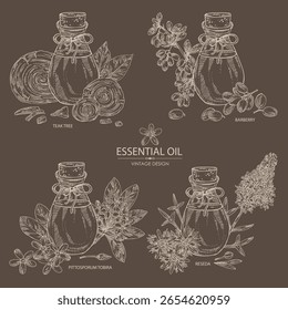 Colección de aceites esenciales: aceite de árbol de teca, agracejo, aceite de pittosporum tobira, aceite esencial de reseda. Planta cosmética, perfumería y médica. Vector dibujado a mano ilustración.
