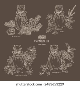 Kollektion ätherischer Öle: ätherisches Tulasi-Öl, Osmanthus-Öl, chinesische Geißblatt, ätherisches koreanisches Tannenöl. Kosmetik-, Parfümerie- und Heilpflanze. Vektorgrafik Handzeichnung