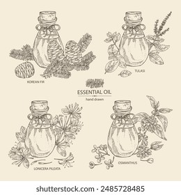 Colección de aceites esenciales: aceite esencial de tulasi, aceite de osmanthus, madreselva china, aceite esencial de abeto coreano. Cosmética, perfumería y planta médica. Vector dibujado a mano ilustración