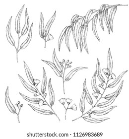 Collection of eucalyptus branches. Vector sketch illustration. Template for design, cards, printing