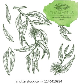 Collection of eucalyptus: leaves and flowers. Cosmetics and medical plant. Vector hand drawn illustration.