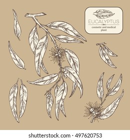 Collection of eucalyptus: leaves and flowers. Cosmetics and medical plant. hand drawn