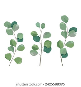 Collection of eucalyptus leaves on isolated background. For decorating packaging, covers, web designs. Vector illustration.
