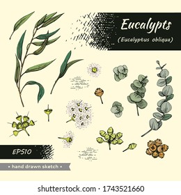 Collection of Eucalyptus leaves, young shoots and branches of eucalyptus with flowers, buds and seeds . Detailed hand-drawn sketches, vector botanical illustration.  For menu, label, packaging design.