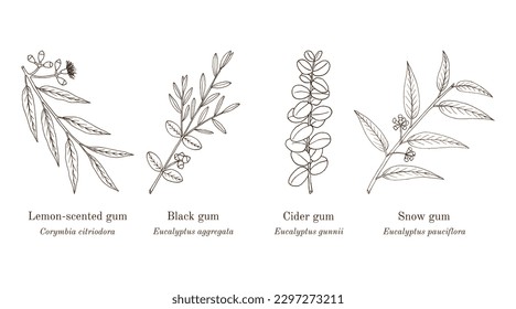 Collection of eucalyptus, medicinal plants. Hand drawn botanical vector illustration