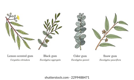 Collection of eucalyptus, medicinal plants. Hand drawn botanical vector illustration