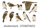 A collection of Eurasian tree sparrows Passer montanus. Sparrows standing, perched, and flying. Realistic vector bird.