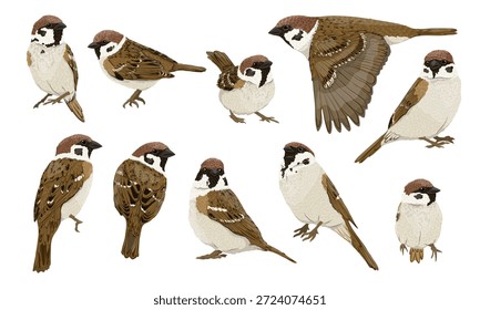 Una colección de gorriones arbóreos euroasiáticos Passer montanus. Gorriones de pie, posados y volando. Pájaro de Vector realista.