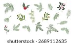 A collection of evergreen branches and berries. Branches of pine, fir, spruce, fir tree, boxwood, thuja, juniper, holly, etc. Vector illustration for Christmas and New Year.