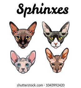 Collection of exotic cats of breed a sphinx. Sphinx cats set. Vector illustration isolated on white background. Four Sphinx.