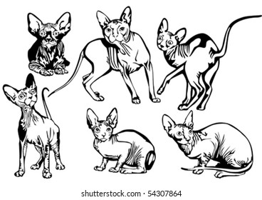 Collection of exotic cats of breed a sphinx.