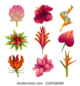 Collection of exotic flowers or tropical plants