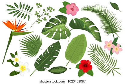 Collection of exotic plants. Vector illustrations with tropical leaves and flowers in watercolor style. Palm leaf, banana leaf, hibiscus, plumeria flowers, jungle trees. Botanical, floral illustration