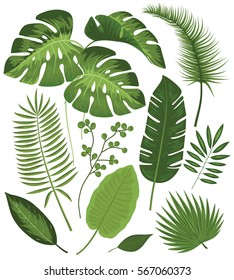 Collection of Exotic Plants Vector Illustrations with Tropical Leaves