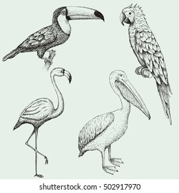 Collection of exotic tropical birds. Hand drawn vector illustration