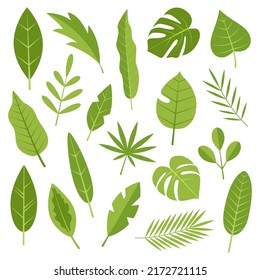 Collection of exotic tropical leaves. Botanical decor. Flat vector illustration isolated on white background.