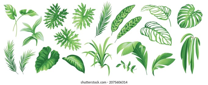 Collection of exotic tropical leaves: Monstera, Chamaedorea, Dieffenbachia, Philodendron. Hawaiian plants set. Vector elements isolated on a white background. Realistic botanical illustration. 