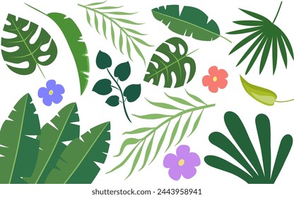 A collection of exotic tropical leaves: Rapalostylis, Rapeseed, fern and flowers. A set of summer plants. Vector elements are highlighted on a white background.