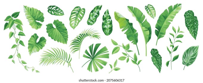 Collection of exotic tropical leaves: Rhopalostylis, Monstera, Areca, Banana, climber. Hawaiian plants set.  Vector elements isolated on a white background. Realistic botanical illustration. 