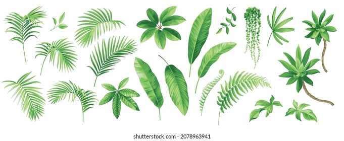 Collection of exotic tropical leaves: Rhopalostylis, Rhapis, Areca, Schefflera, fern. Hawaiian plants set.  Vector elements isolated on a white background. Realistic botanical illustration. 