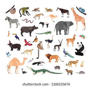 Collection of exotic wild animals isolated on white background. Bundle of fauna species living in savannah, jungle and desert. Wildlife set. Colorful vector illustration in flat cartoon style.