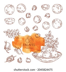 Collection of falafel in pita bread with vegetables: falafel, pita bread, tomato, lettuce and cucumber. Vegetarian fast food. Vector hand drawn illustration