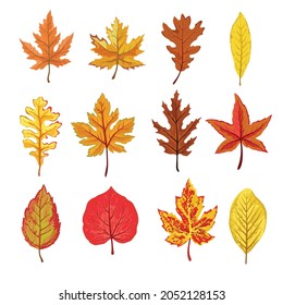 A collection of fallen autumn leaves of different shapes and colors