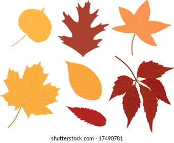 Collection of fallen leaves