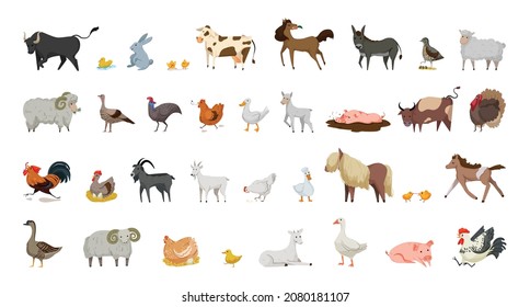 Collection Farm Animals Birds Illustrations Flat Stock Vector (Royalty ...