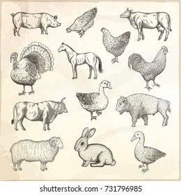 Collection of farm animals. Hand drawn vector isolated illustrations.