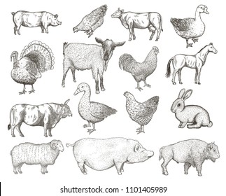 Collection of farm animals isolated on a white background. Hand drawn vector illustrations.