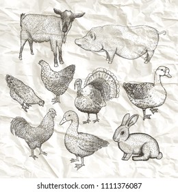 Collection of farm animals isolated on a white background. Hand drawn vector illustrations.