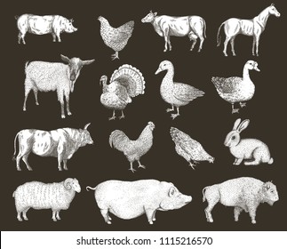 Collection of farm animals isolated on a dark background. Hand drawn vector illustrations.
