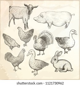 Collection of farm animals isolated on a white background. Hand drawn vector illustrations.