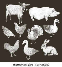 Collection of farm animals isolated on a chalkboard background. Hand drawn vector illustrations.