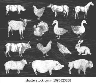 Collection of farm animals on a chalkboard background. Hand drawn vector isolated illustrations.