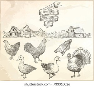 Collection of farm poultry. Hand drawn isolated illustrations of chicken, cock, goose, duck and turkey.