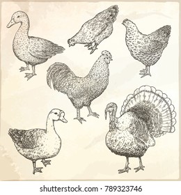 Collection of farm poultry. Hand drawn isolated illustrations of chicken, cock, goose, duck and turkey.