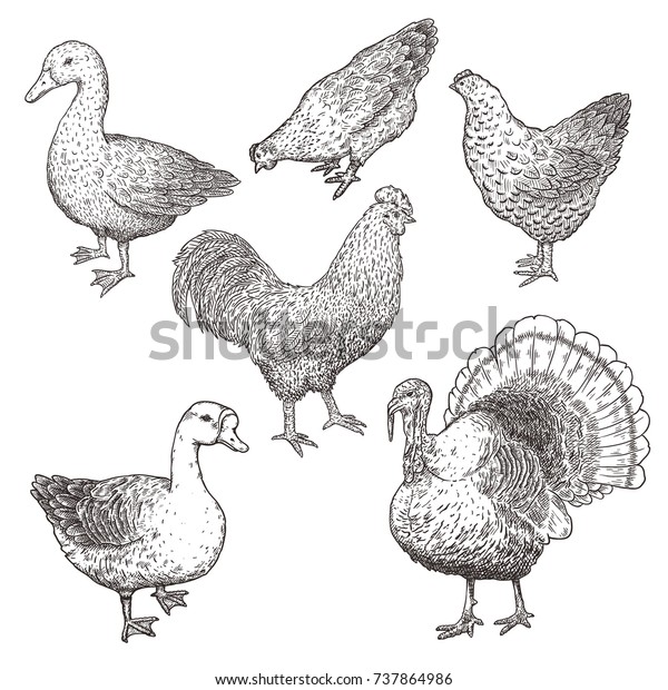 養鶏場の家禽のコレクション 鶏 鶏 鳥 ガチョウ アヒル トルコの手描きのイラスト のベクター画像素材 ロイヤリティフリー 737864986