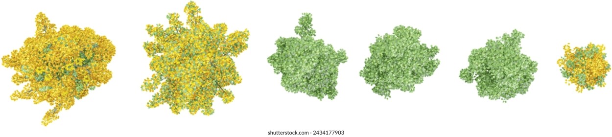 collection of Fastigiate tulip trees beautiful isolated on white background from top view