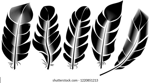 Collection of feather illustration, drawing, engraving, ink, line art,