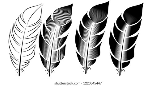 Collection of feather illustration, drawing, engraving, ink, line art,