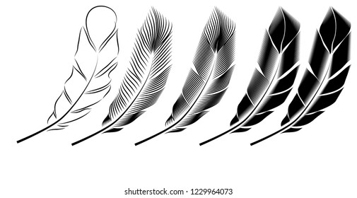 Collection of feather illustration, drawing, engraving, ink, line art,