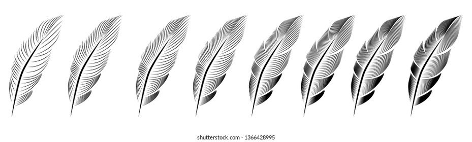 Collection of feather illustration, drawing, engraving, ink line art