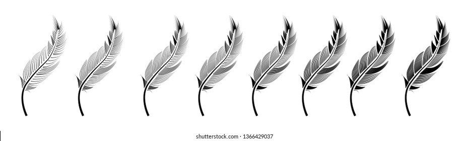Collection of feather illustration, drawing, engraving, ink line art
