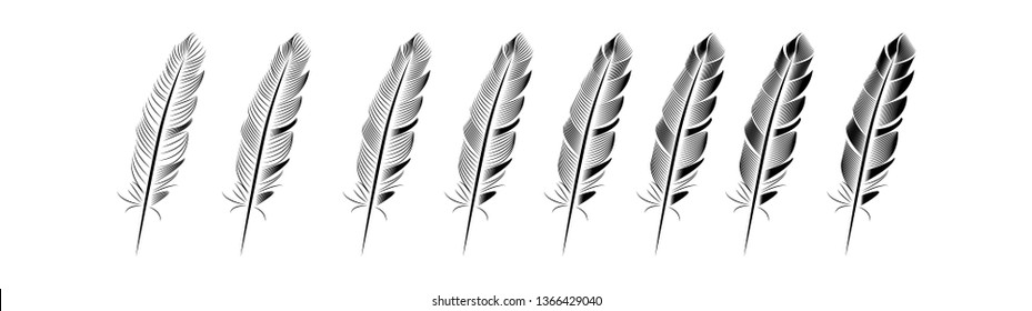 Collection of feather illustration, drawing, engraving, ink line art