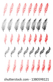 Collection of feather illustration, drawing, engraving, ink line art